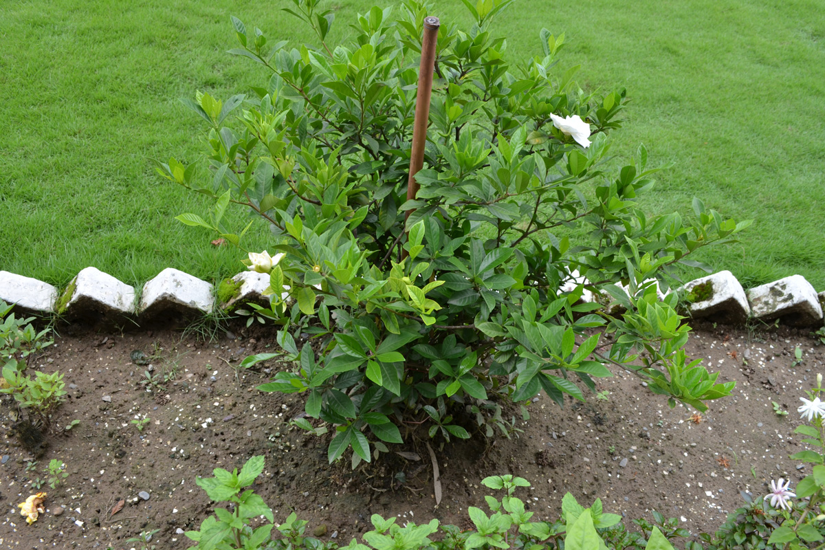Gardenia plant growing in a house garden with shiny,leathery and dark green leaves.