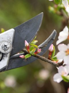 Gardening pruning a flower shrub plant on the garden, Where Do You Cut When Pruning A Plant [& At What Angle]?