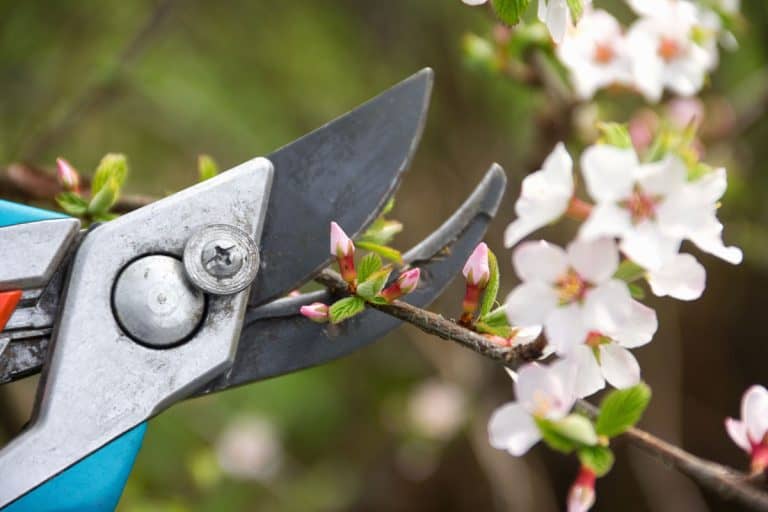 Gardening pruning a flower shrub plant on the garden, Where Do You Cut When Pruning A Plant [& At What Angle]?