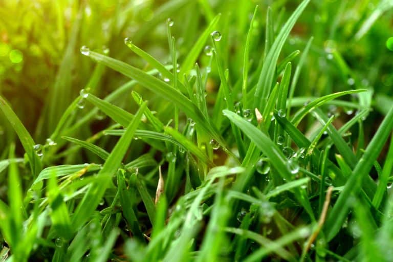 Grass and dew in the garden, Can You Edge Wet Grass? Should You?