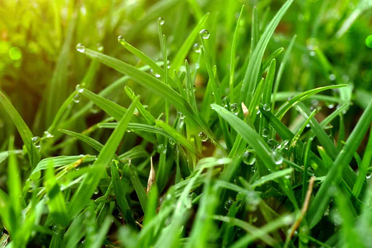 Grass and dew in the garden
