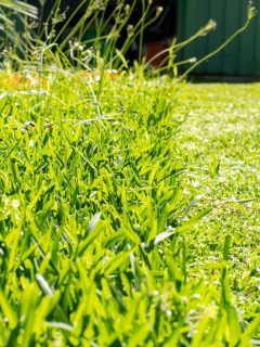 Grass cut with lawn mower. Half of the grass trimmed and half is still long. Fresh cut backyard. - How Long Does It Take To Kill Grass With Tarp Or Cardboard?