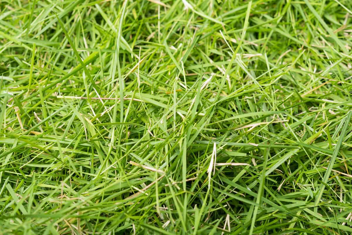Green grass texture background, the leaf grass it cut