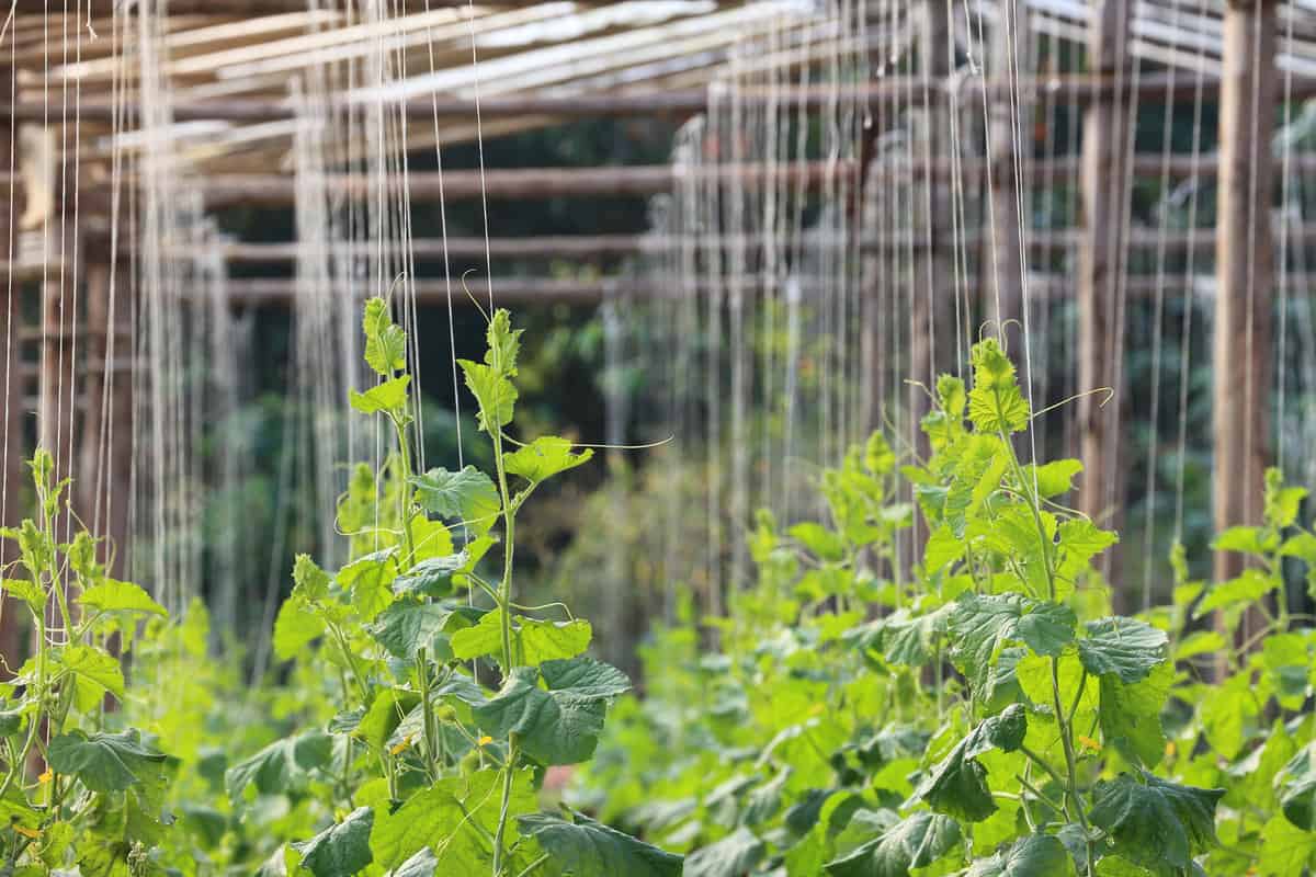 Greenhouse with simple DIY string support for cucumber, squash and melon plants 