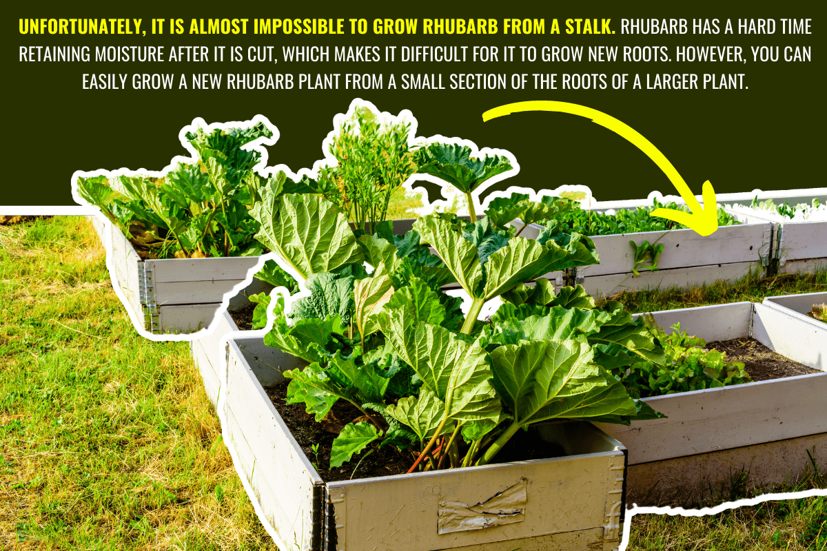 Growing rhubarb in raised gardening beds made of recycled pallet collars. - Can You Grow Rhubarb From A Stalk?
