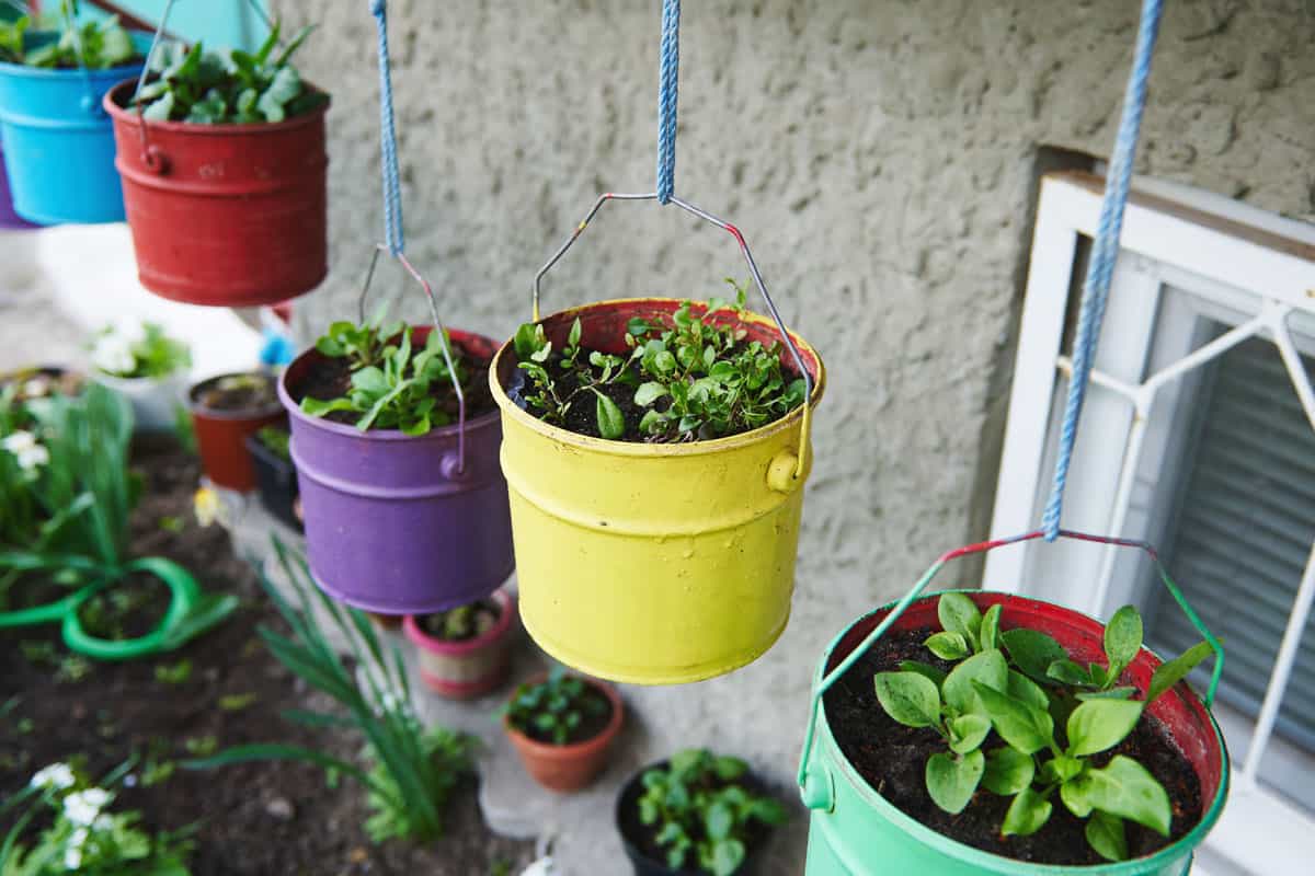 Grown culinary herbs in hanging colored metal buckets. Growing plants in the garden. Hobby, vegetable garden