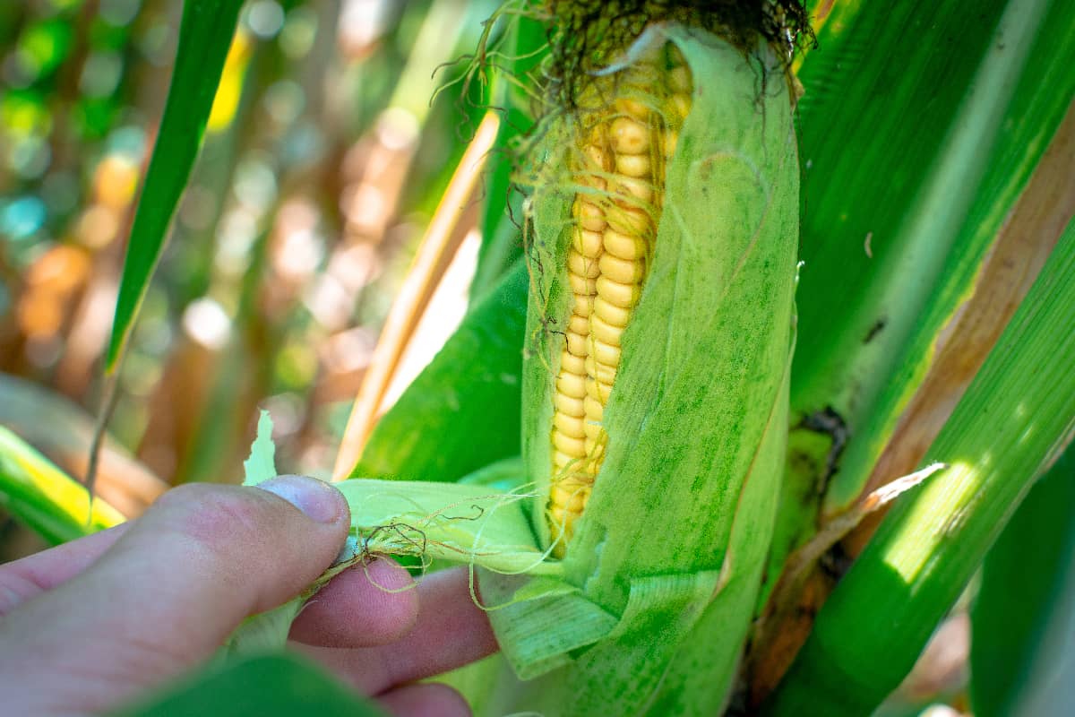 Hand opening corn husks on stalk