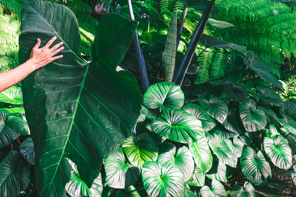 Hand touching huge green leaves of various tropical plants