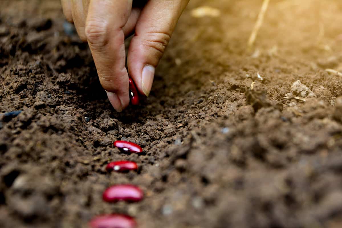 Hands putting red bean seed in the ground