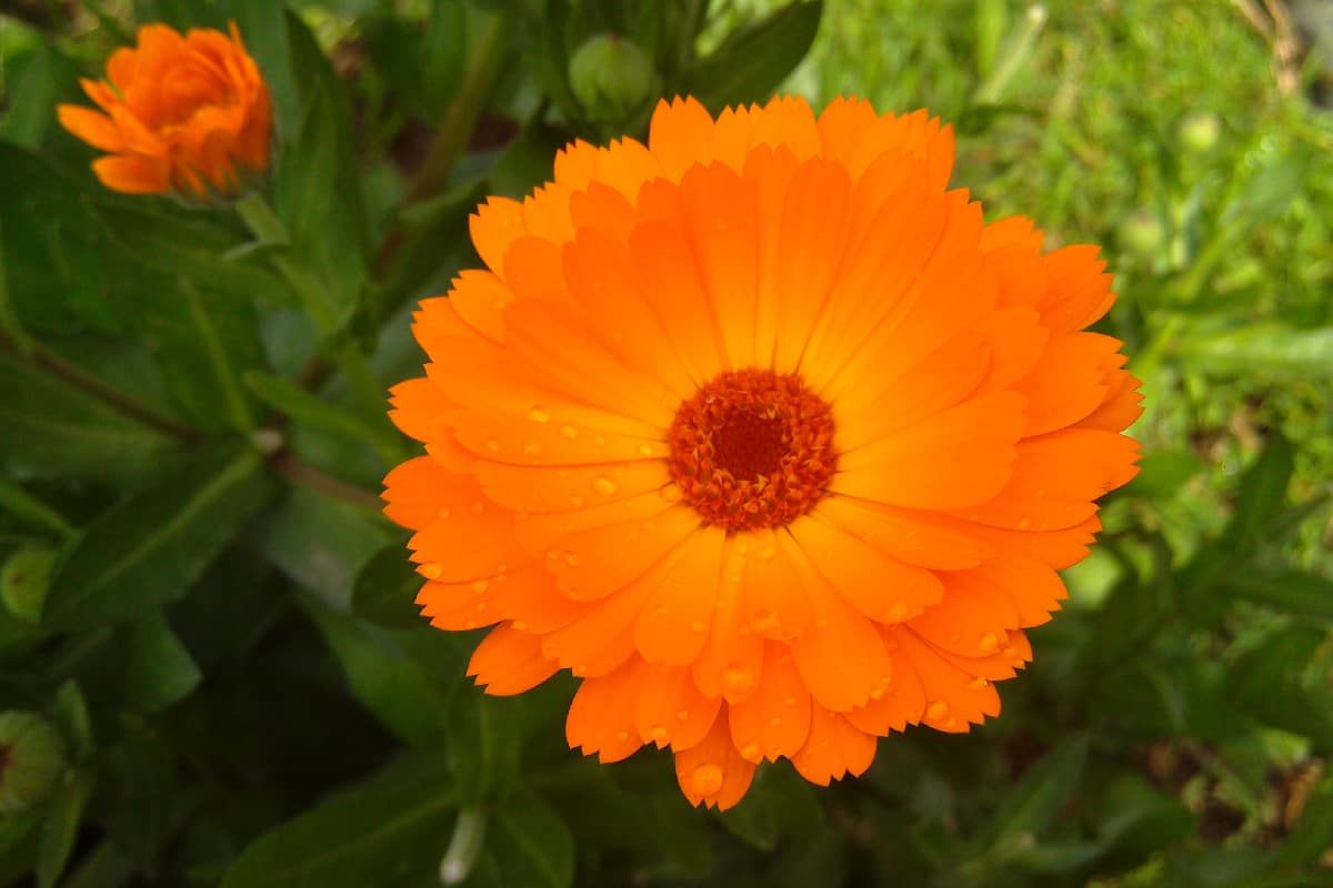 Herbaceous perennial plant of the Calendula genus of family Asteraceae family