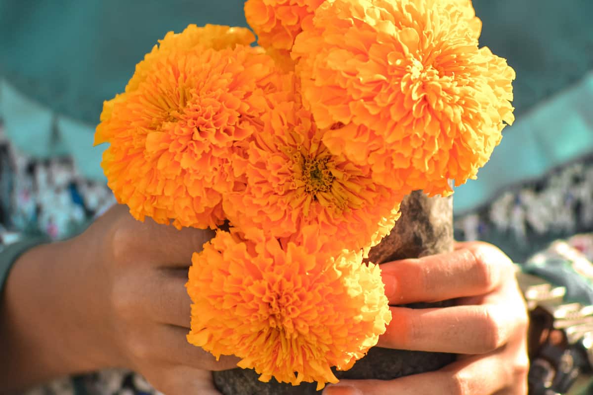 Holding the Marigold Flowers 