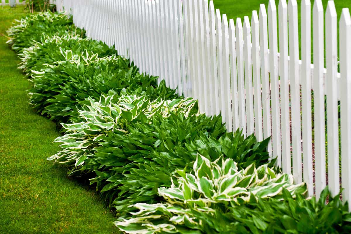 Hosta and Picket Fence