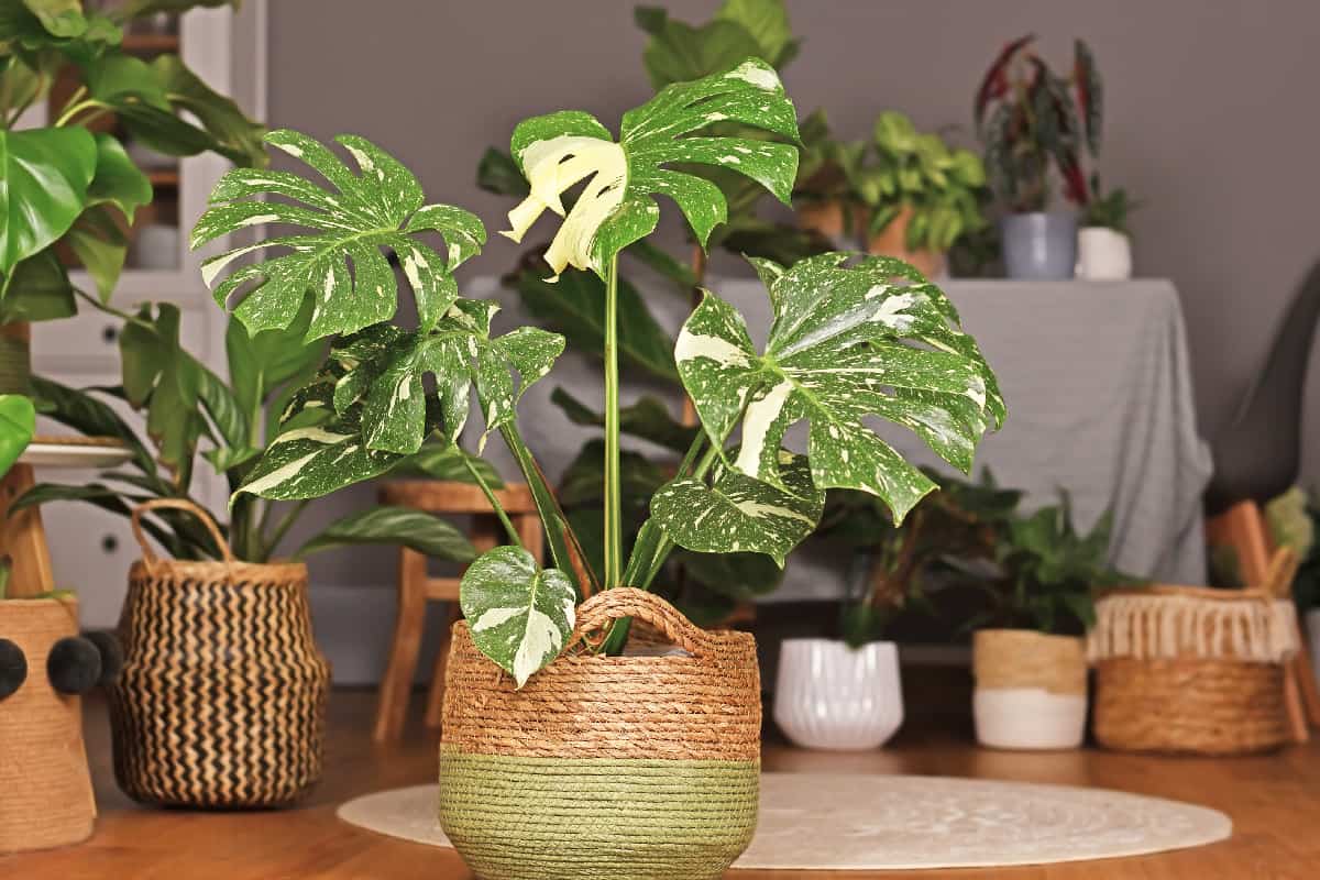 Houseplant with beautiful white sprinkled varigated leaves in basket flower pot in living room