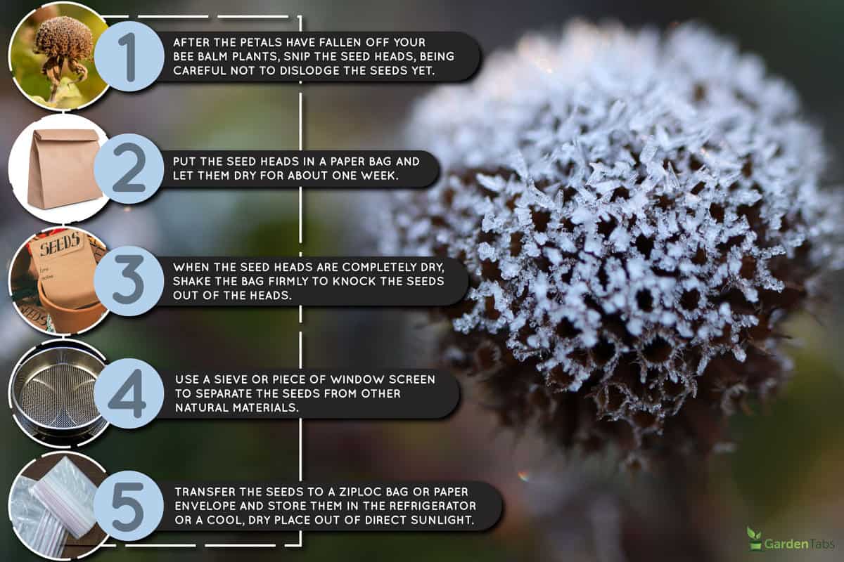 macro-closeup-frost-crystals-on-dry, How To Harvest Bee Balm Seeds? [Step By Step Guide]