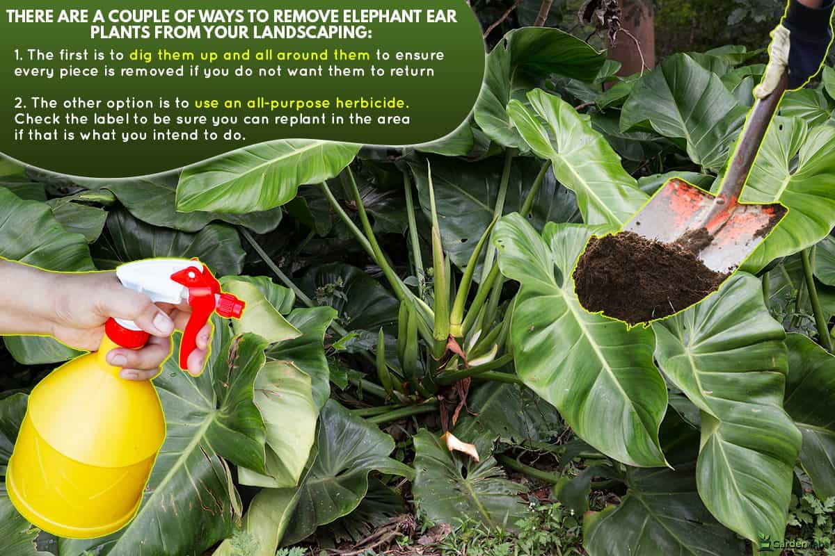 Bunch of elephant ear plant, How To Remove Elephant Ear Plants From Your Landscaping?