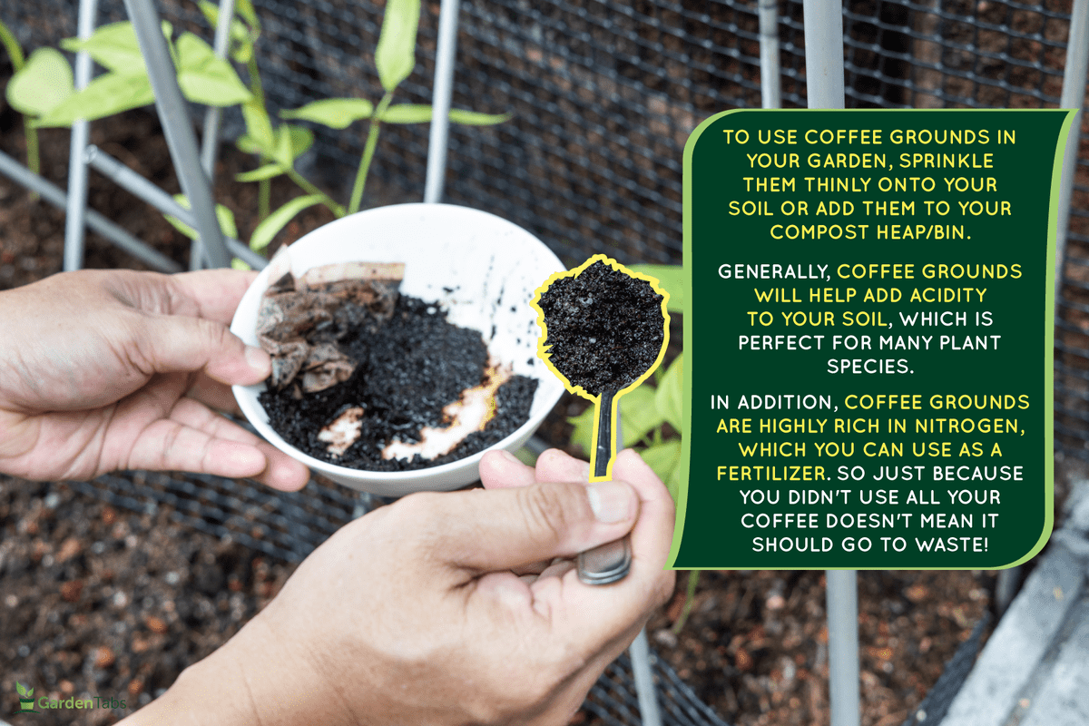 Pouring a cup full of fresh coffee grounds, How To Use Coffee Grounds In The Garden [Quickly & Easily]