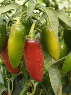 Jalapeno chili peppers ripening, Are Jalapeño Plants Self-Pollinating?