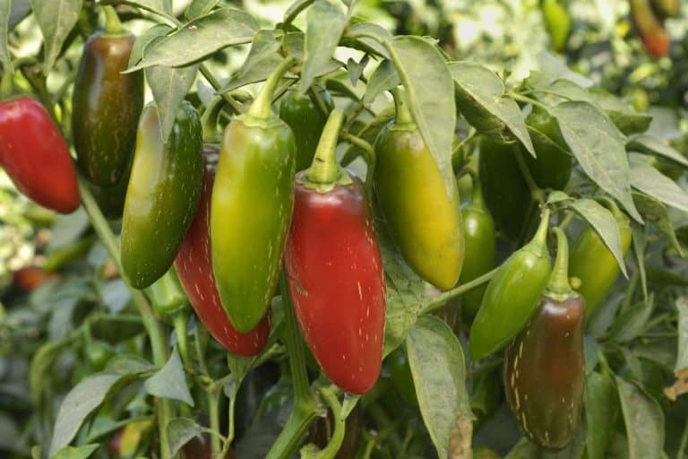 Jalapeno chili peppers ripening, Are Jalapeño Plants Self-Pollinating?