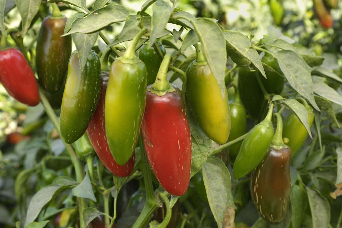 Jalapeno chili peppers ripening