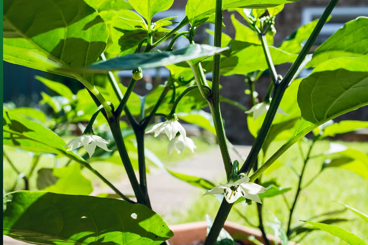 Jalapeno pepper plant growing blossoms in summer