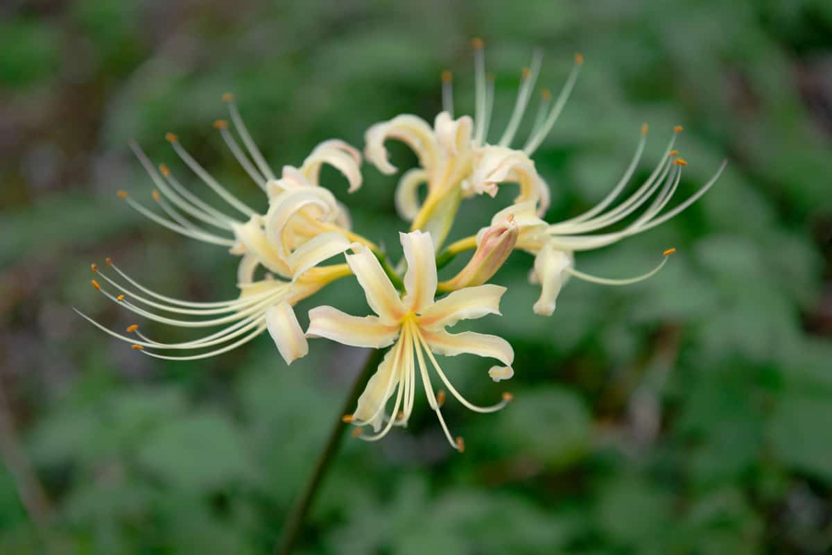 Kaizu Gifu Japan 9 28 2019 White Spider Lily