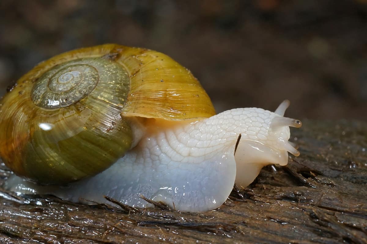 Lancetooth snail