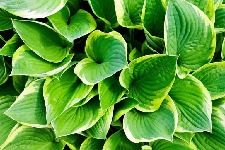 Leaves hosts closeup. Focus on single leaves. Floral background - Can You Grow Hostas From Leaf Cuttings