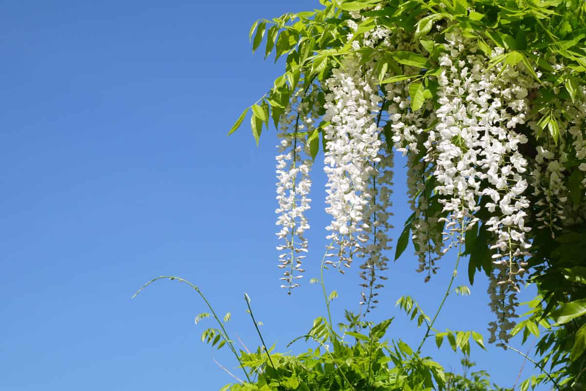 Light wisteria flowers blue sky