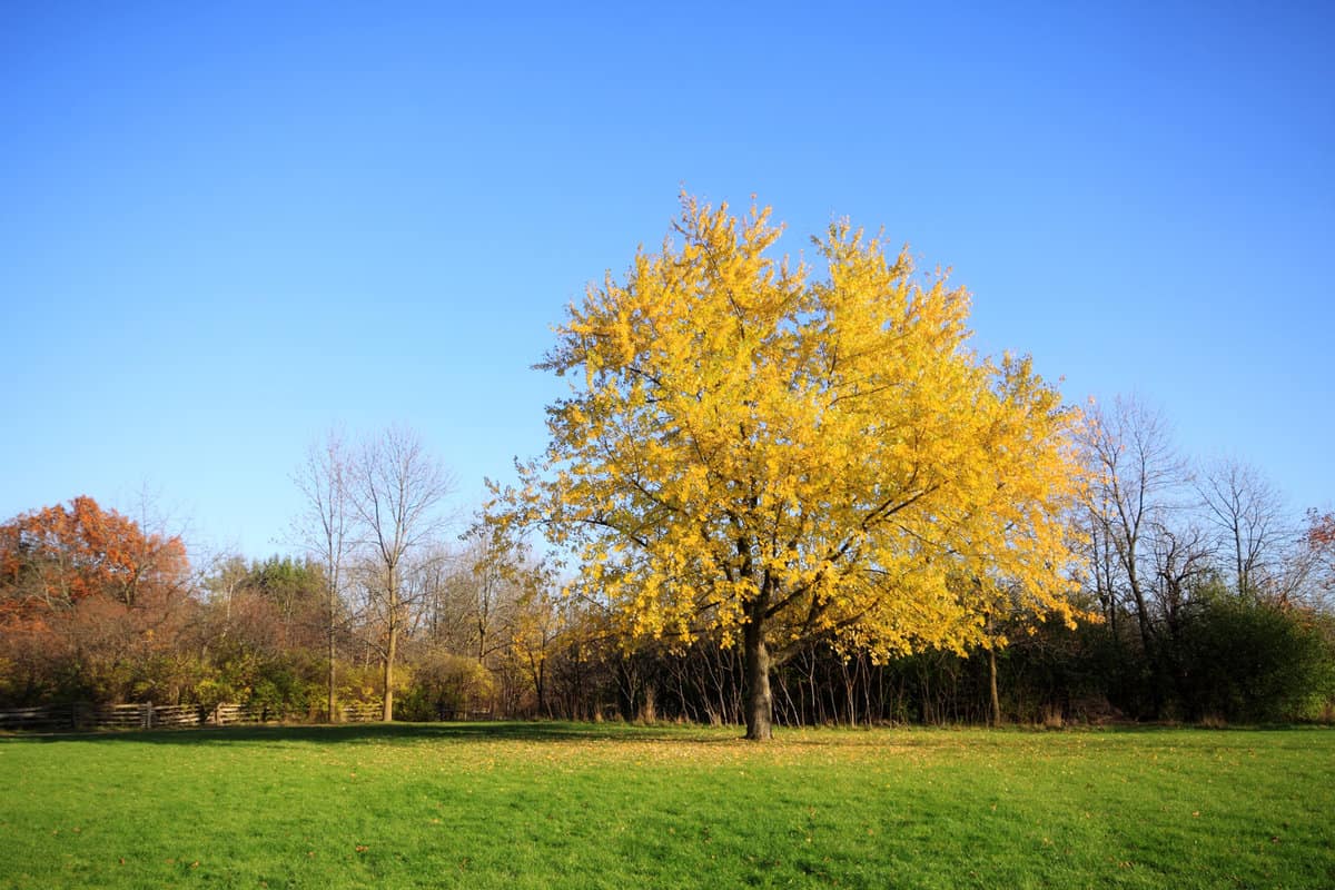 Lone silver maple tree under blue sky in autumn