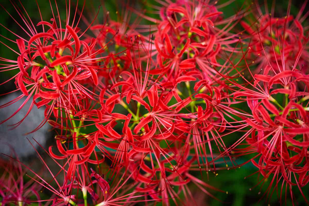 Lycoris,Red spider lily,Set of red spider lily