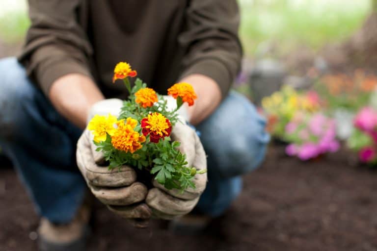 Man gardening holding Marigold flowers in his hands - Where Are Marigolds Native To [Breakdown By State]