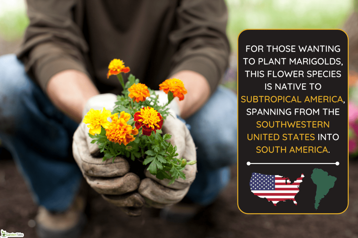 Man gardening holding Marigold flowers in his hands - Where Are Marigolds Native To [Breakdown By State]