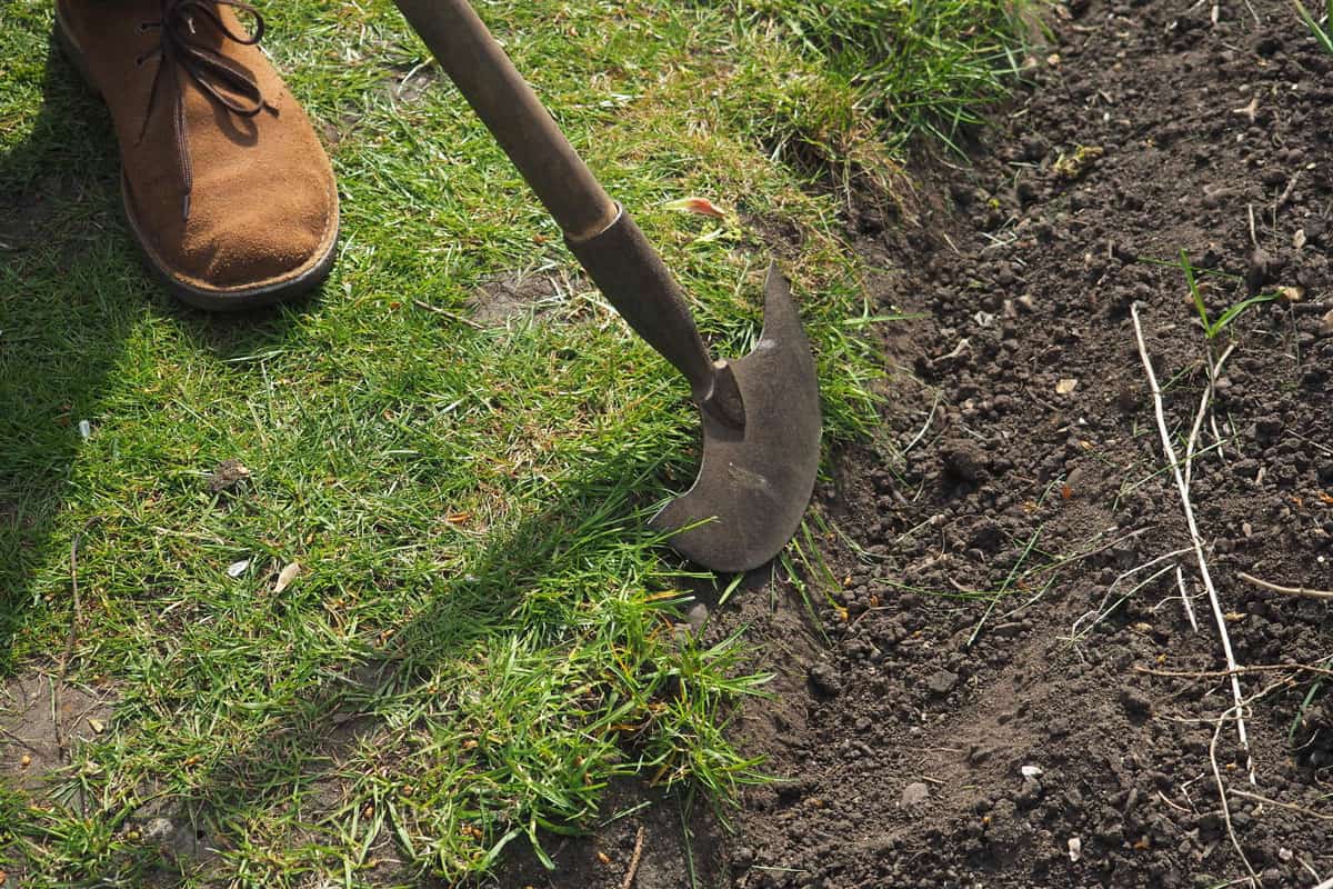 Man using an old edger tool to create a neat vegetable plot in the garden