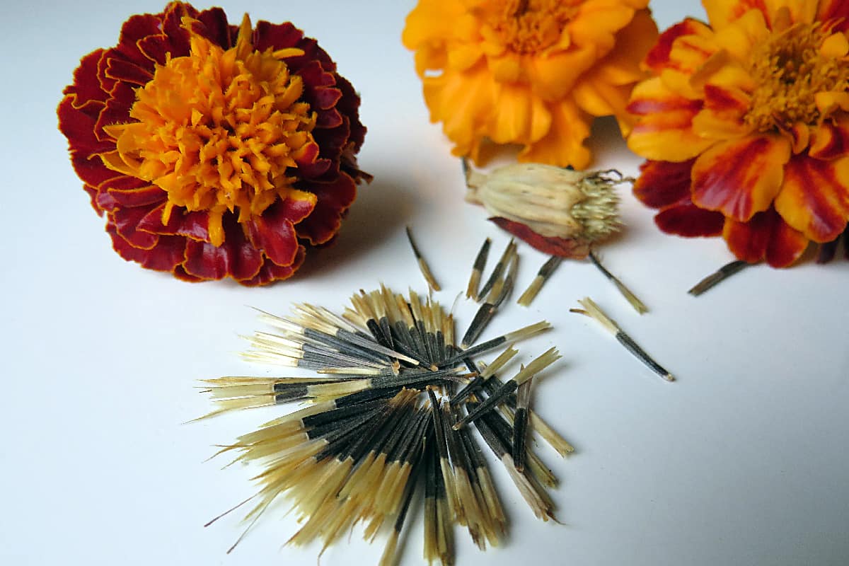 Marigold flowers and seeds