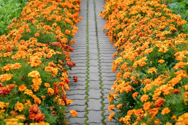 Marigold flowers growing along paved walkway. Selective focus., Will Marigolds Grow In Clay Soil?