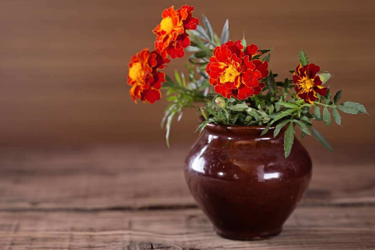 Marigold in a ceramic vase