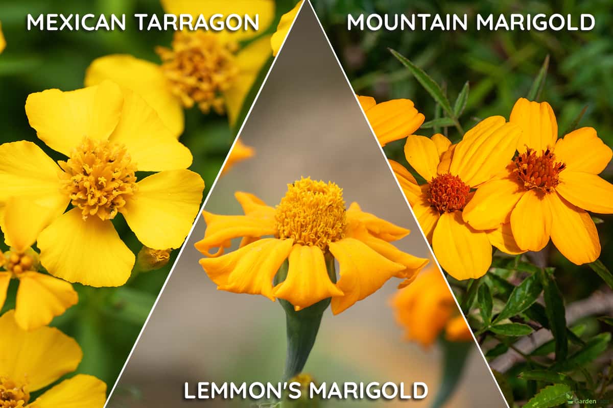 Marigolds growing in the U.S. that are perennials