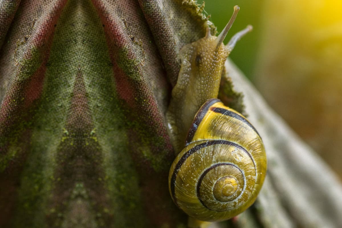 Mediterranean green snail