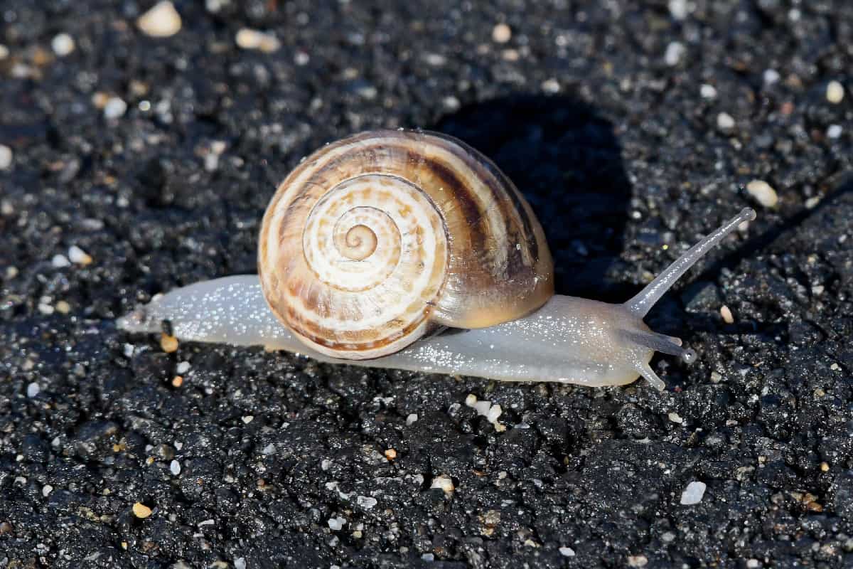 Milk snail crawling on the ground