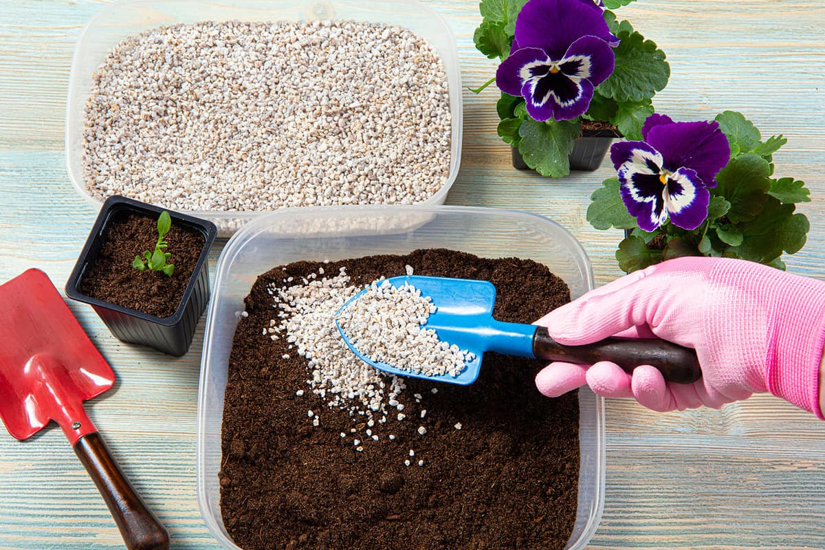 Mixing perlite granules pellets with black gardening soil improves water retention