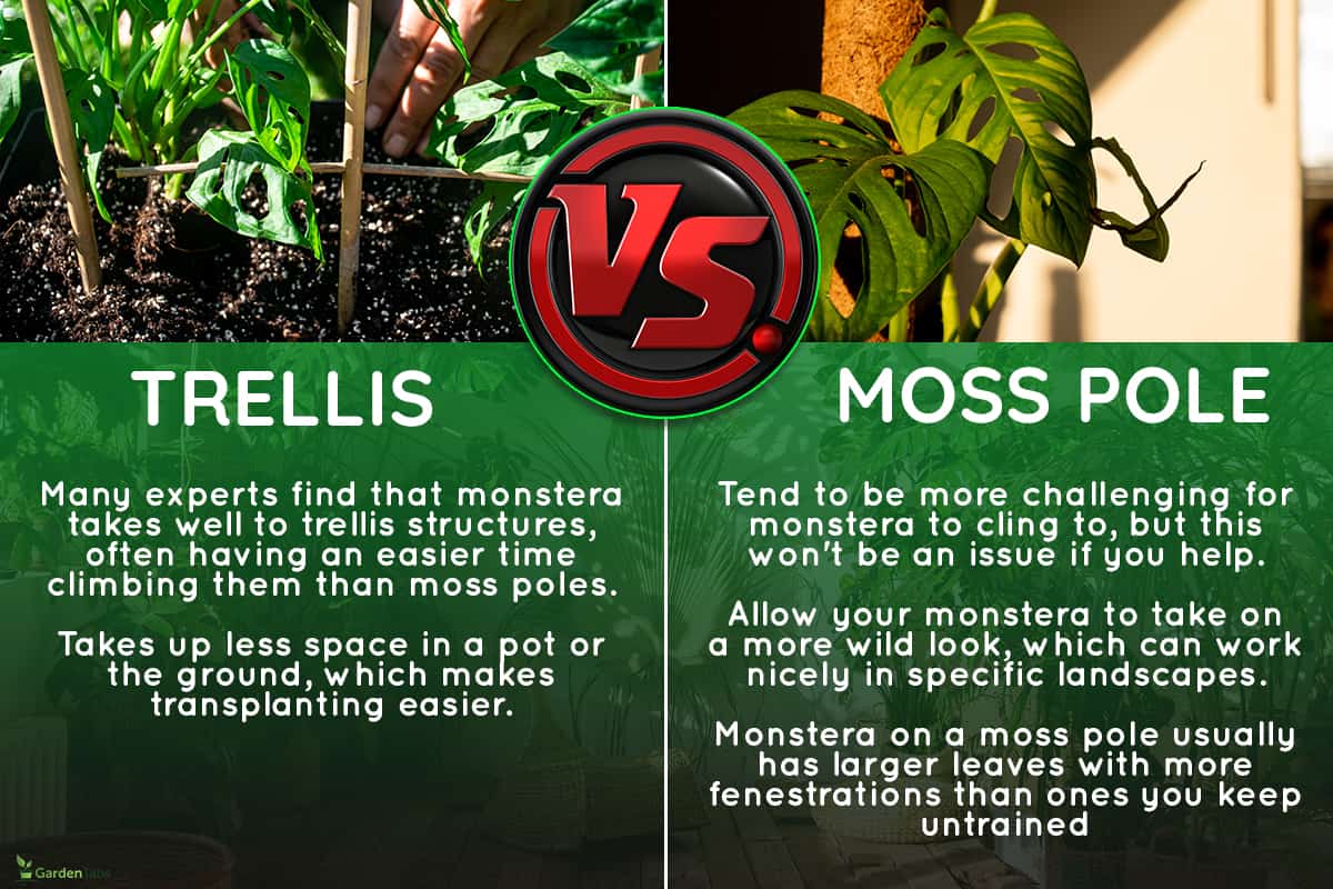 A comparison between trellis and moss pole for monstera plant, Monstera Trellis Vs Moss Pole: Which Is Better?