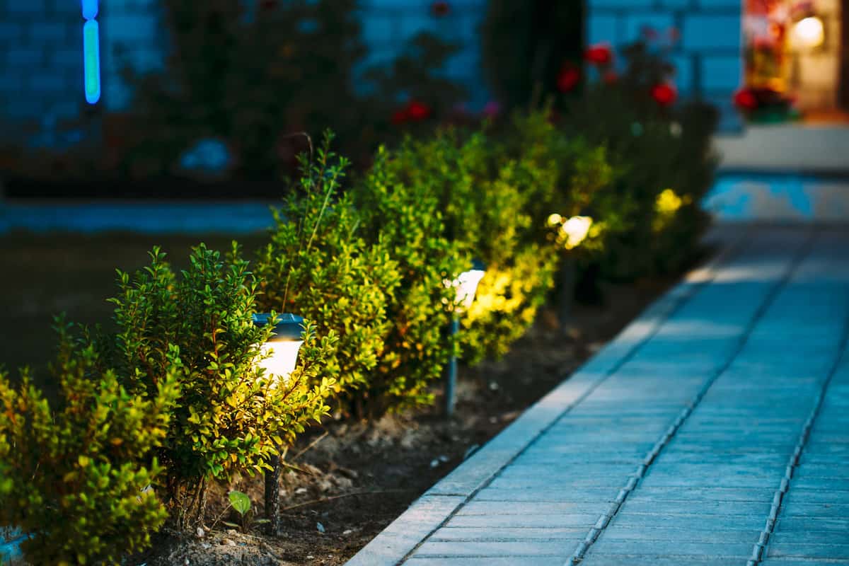Night view of flowerbed with flowers illuminated by energy-saving solar powered lanterns