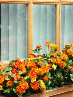 An orange and yellow marigolds in the window, 10 Marigold Planter Ideas [With Pictures To Inspire You!]