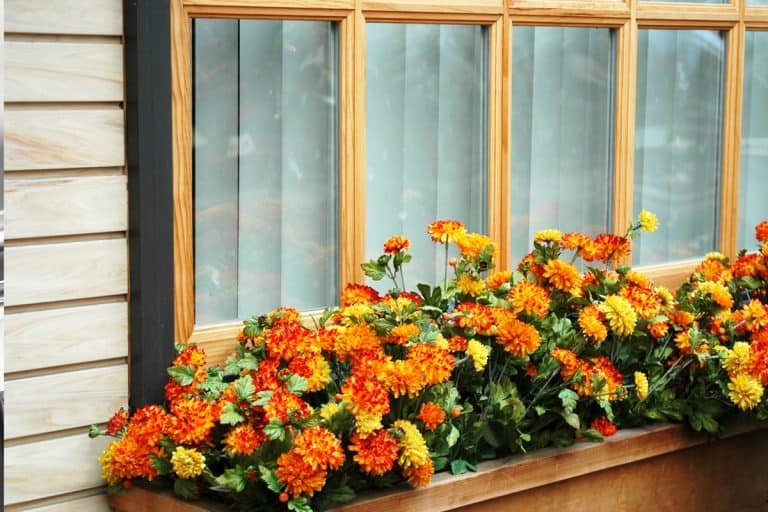 An orange and yellow marigolds in the window, 10 Marigold Planter Ideas [With Pictures To Inspire You!]