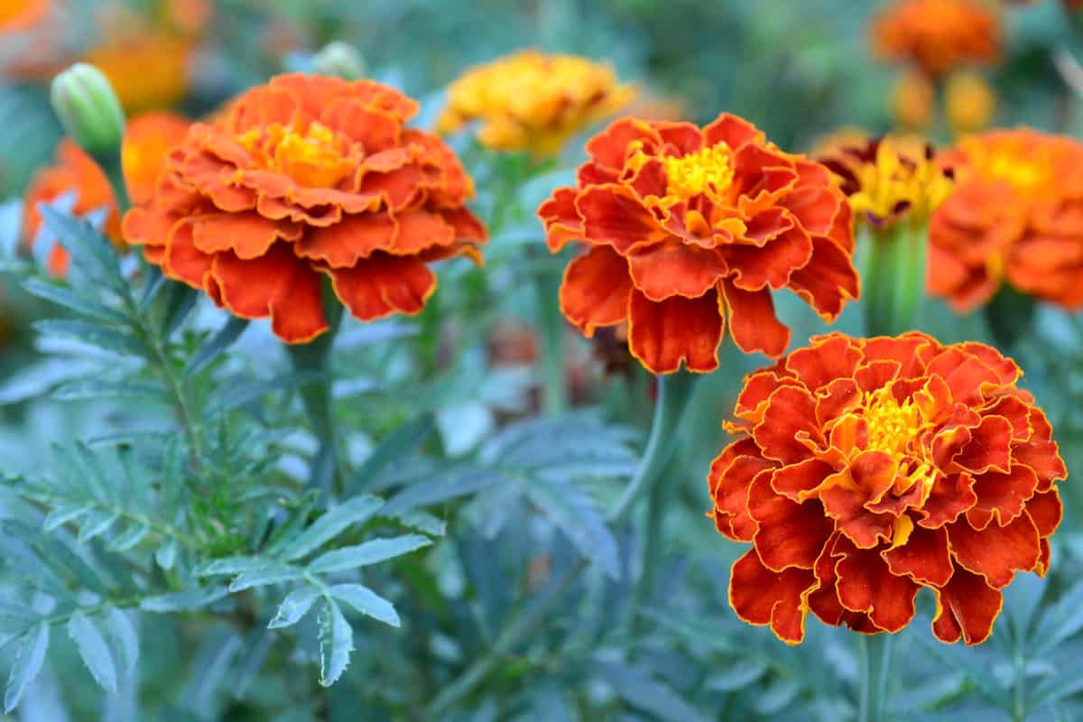 Orange yellow French marigold or Tagetes patula flower on a blurred garden background Marigolds