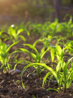 Organic corn planted in the garden with bright morning sunlight, How To Plant Corn