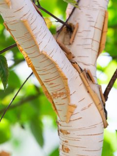 Peeling birch bark, Why Do Paper Birch Trees Peel?