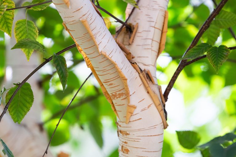 Peeling birch bark, Why Do Paper Birch Trees Peel?