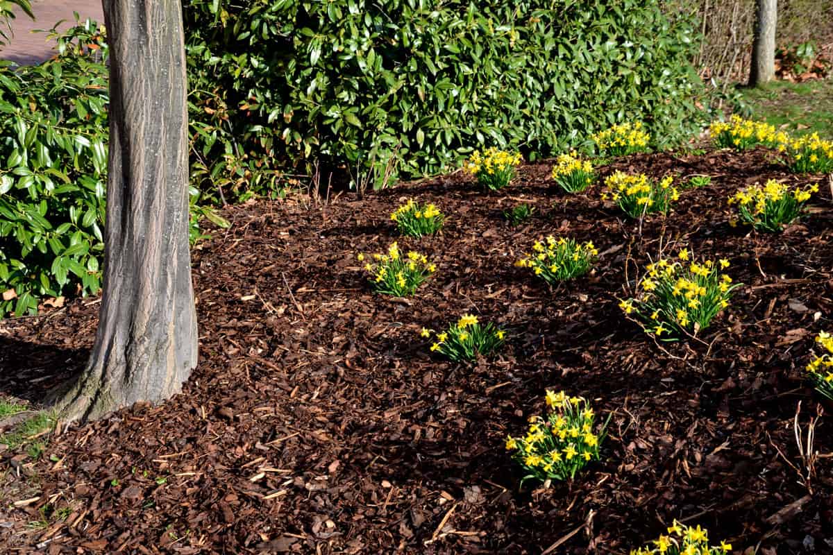 Perennial beds with miniature bunches of daffodils