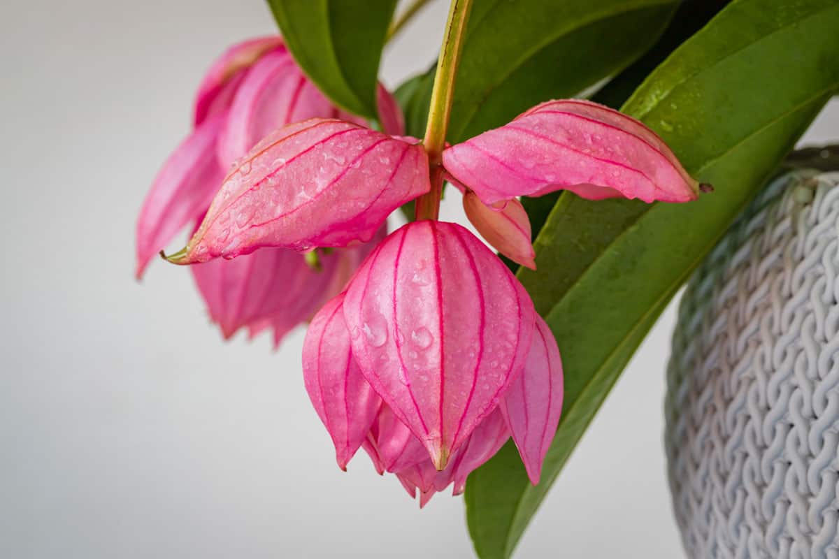 Pink Medinilla magnifica ( showy medinilla or rose grape ) flowers with water drops